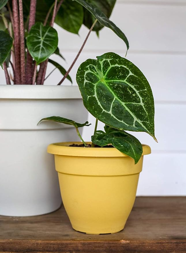 8 Inch Caribbean Planter - Lightweight Indoor Outdoor Plastic Plant Pot for Herbs and Flowers, Honey - Image 3